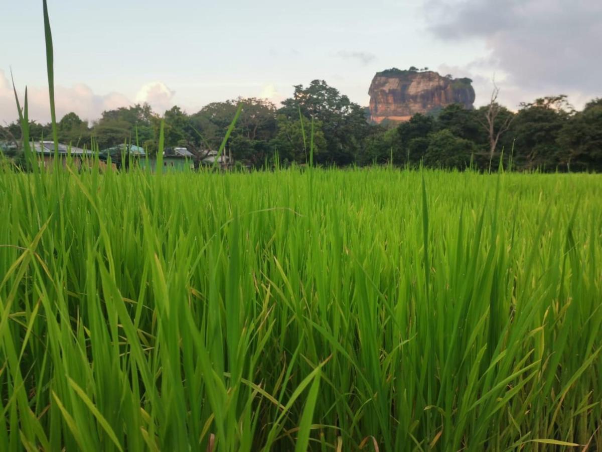Sunshine Resort & Spa Sigiriya Eksteriør bilde