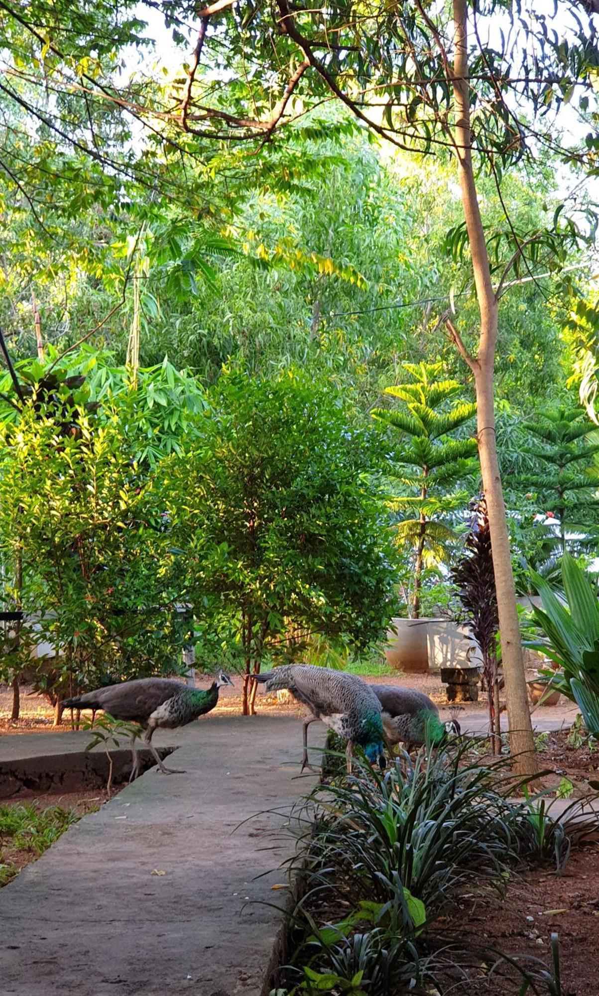 Sunshine Resort & Spa Sigiriya Eksteriør bilde